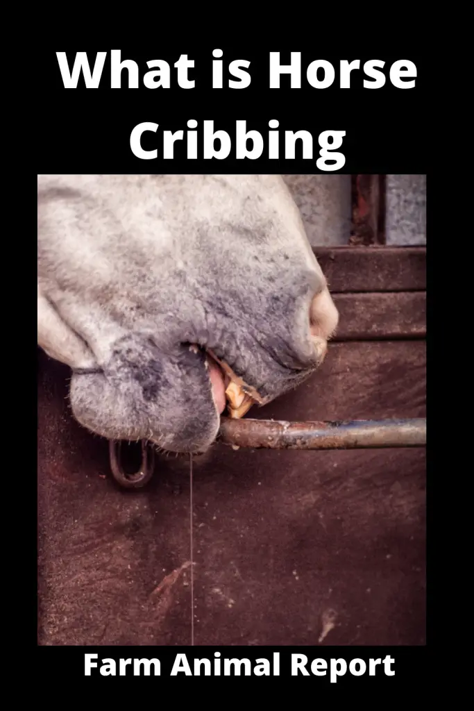 What is Horse Cribbing 3