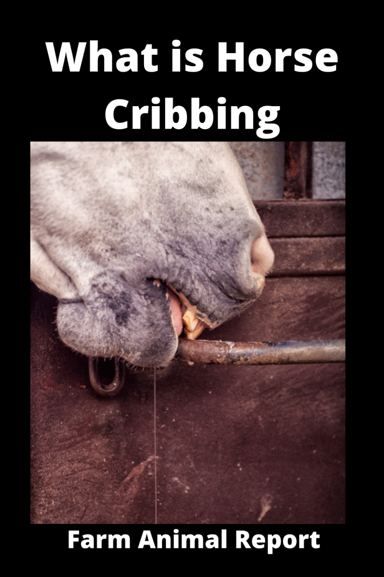 What Is Horse Cribbing