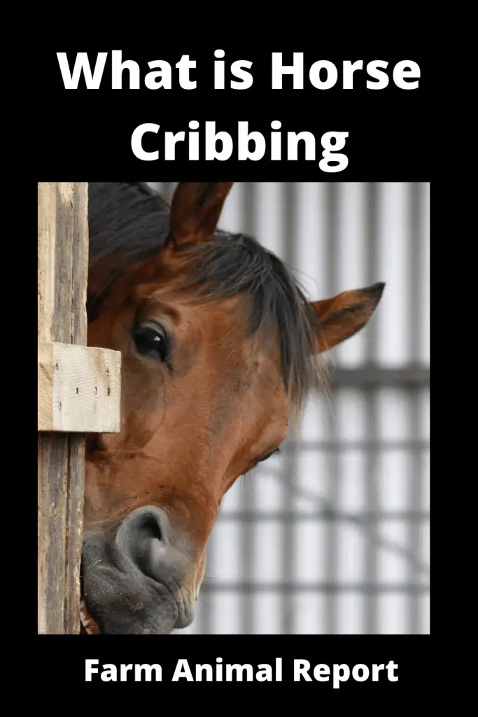 What is Horse Cribbing 4