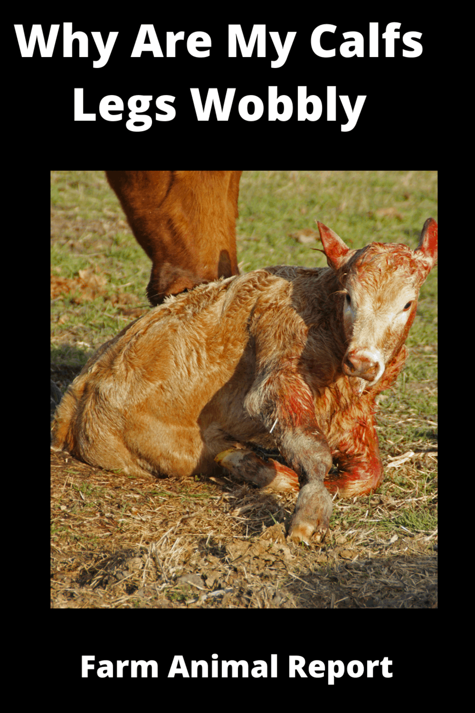 Why Are My Calfs Legs Wobbly (2024)