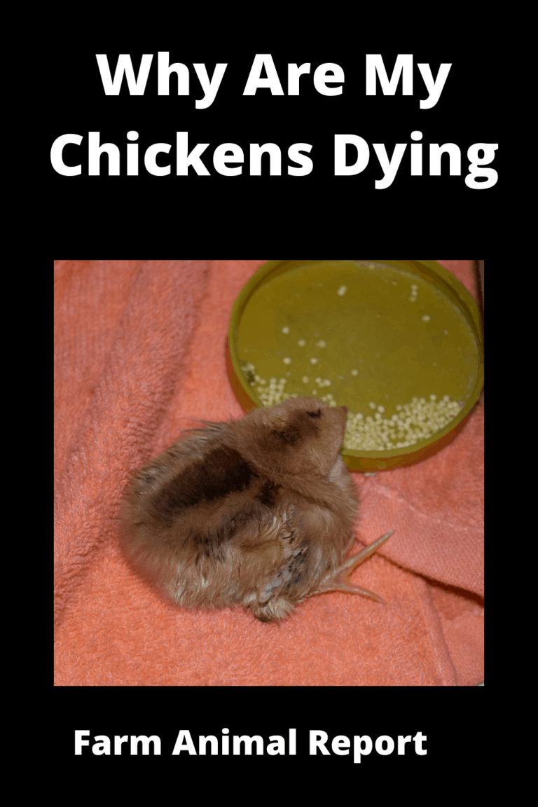 5 Easy Signs My Chickens Are Dying One By One (2024)