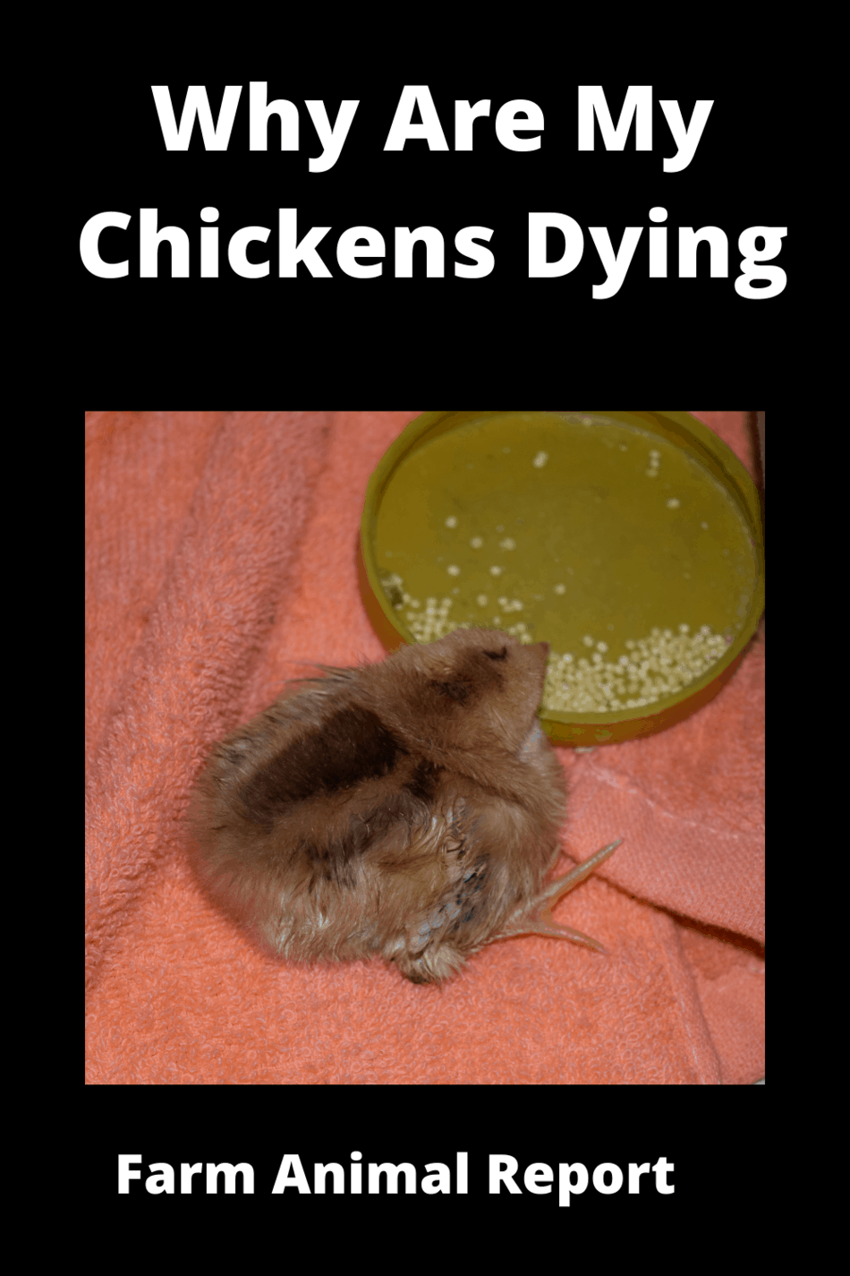 5 Easy Signs My Chickens Are Dying One By One (2024)