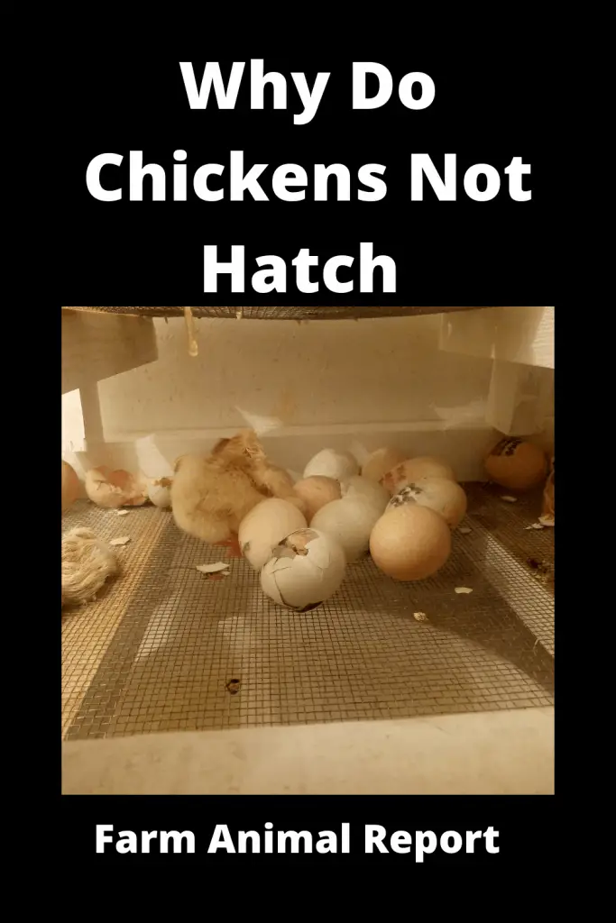 Why Do Chickens Not Hatch {VIDEOS} 4