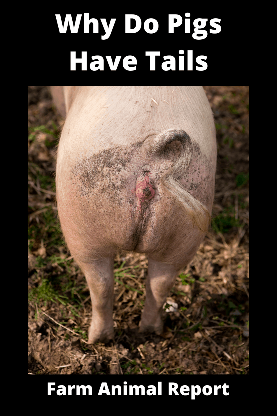 Why Do Pigs Have Tails?