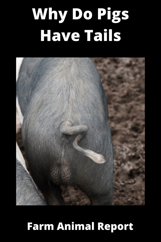 Why Do Pigs Have Tails? 2