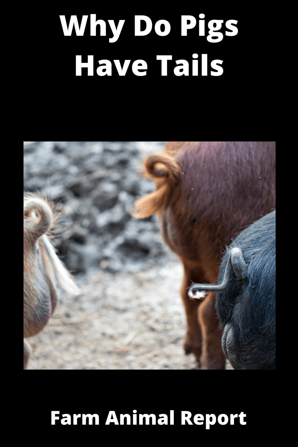 Why Do Pigs Have Tails?