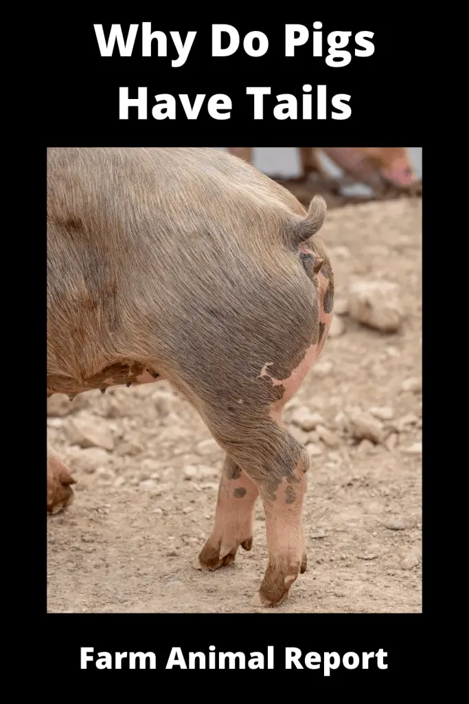 Why Do Pigs Have Tails? 4