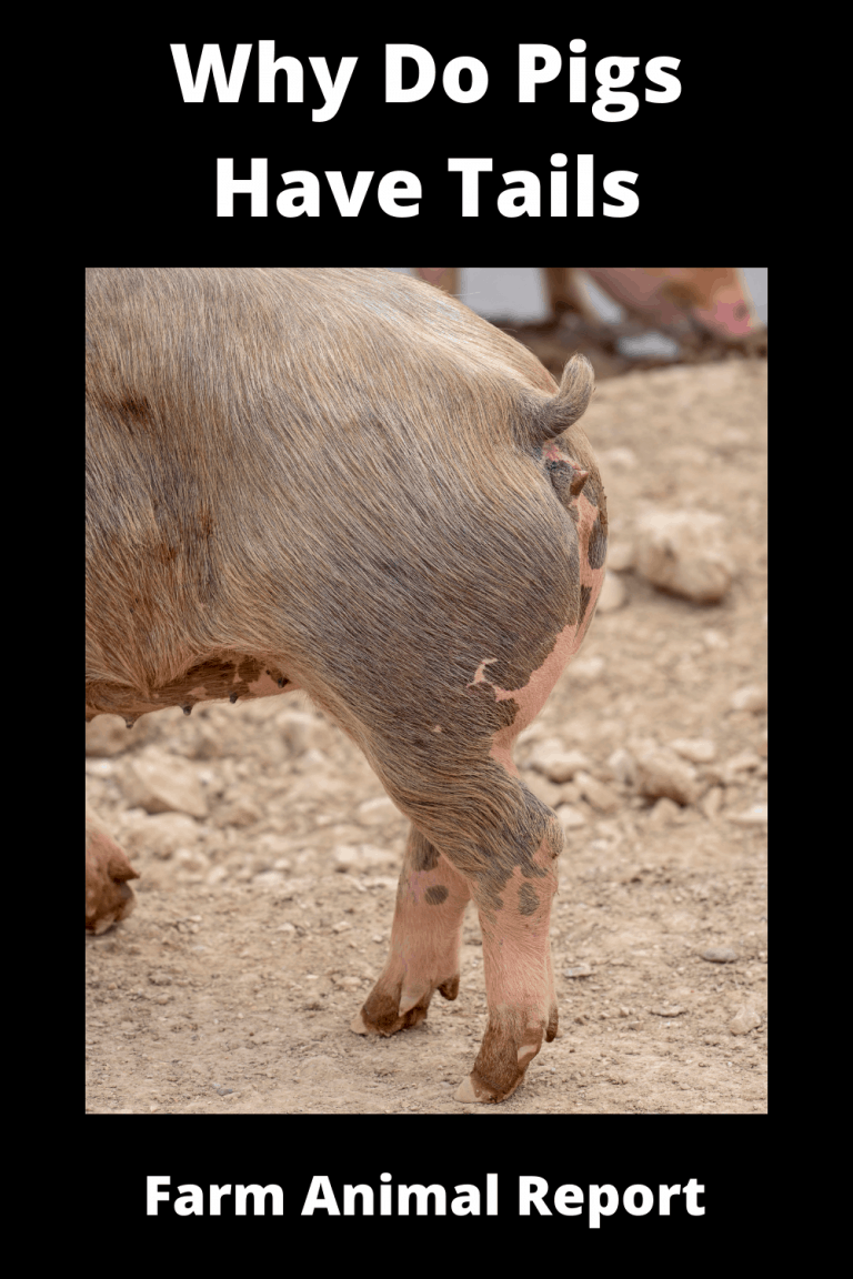 Why Do Pigs Have Tails?
