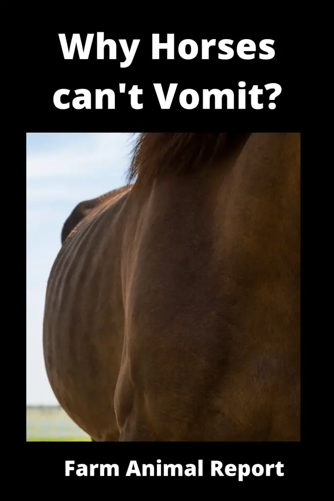 Why Can't Horses Vomit? 2