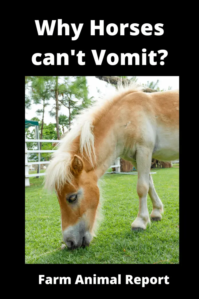 Why Can't Horses Vomit? 4