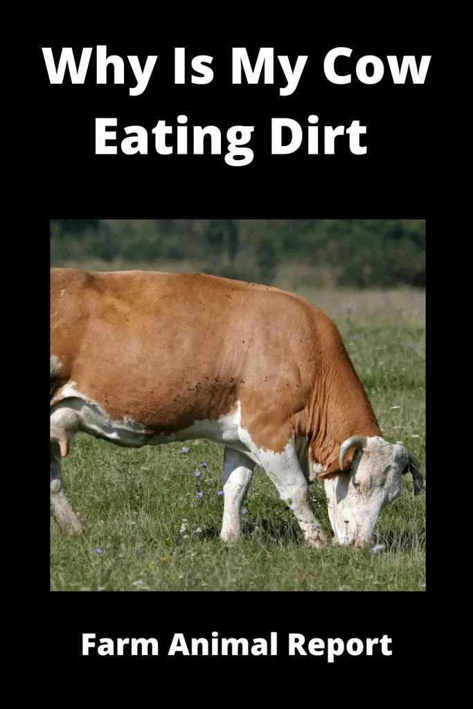 Why Is My Cow Eating Dirt (with 9 Videos) 2