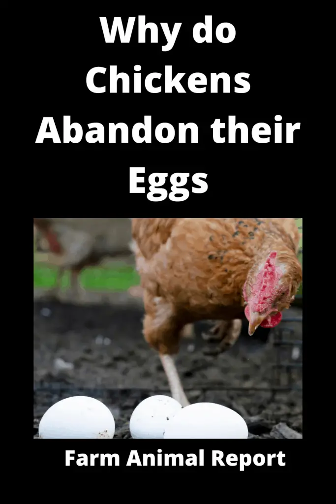 6 Reasons Broody Hens Abandon their Eggs 2