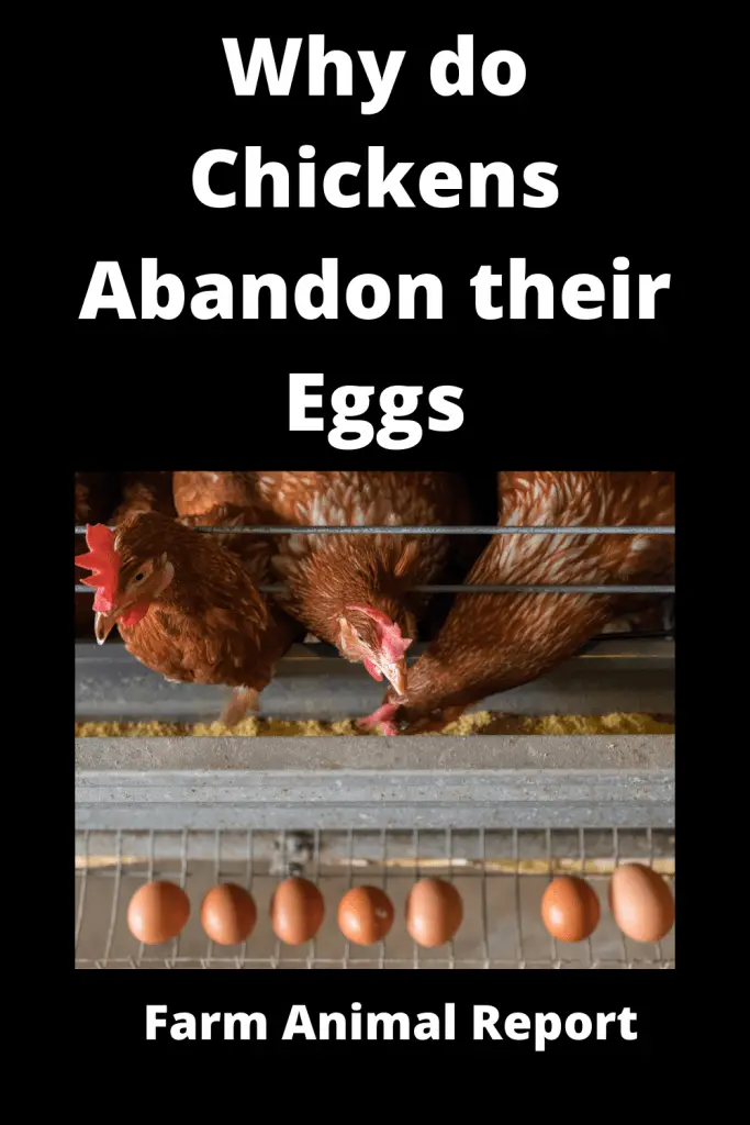 6 Reasons Broody Hens Abandon their Eggs 3