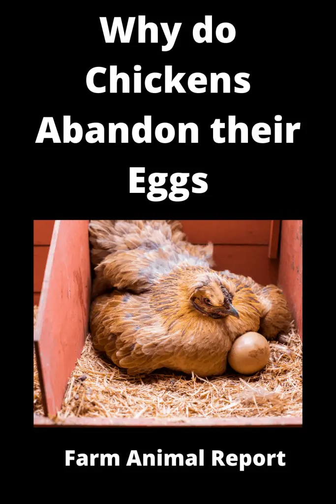 6 Reasons Broody Hens Abandon their Eggs 4