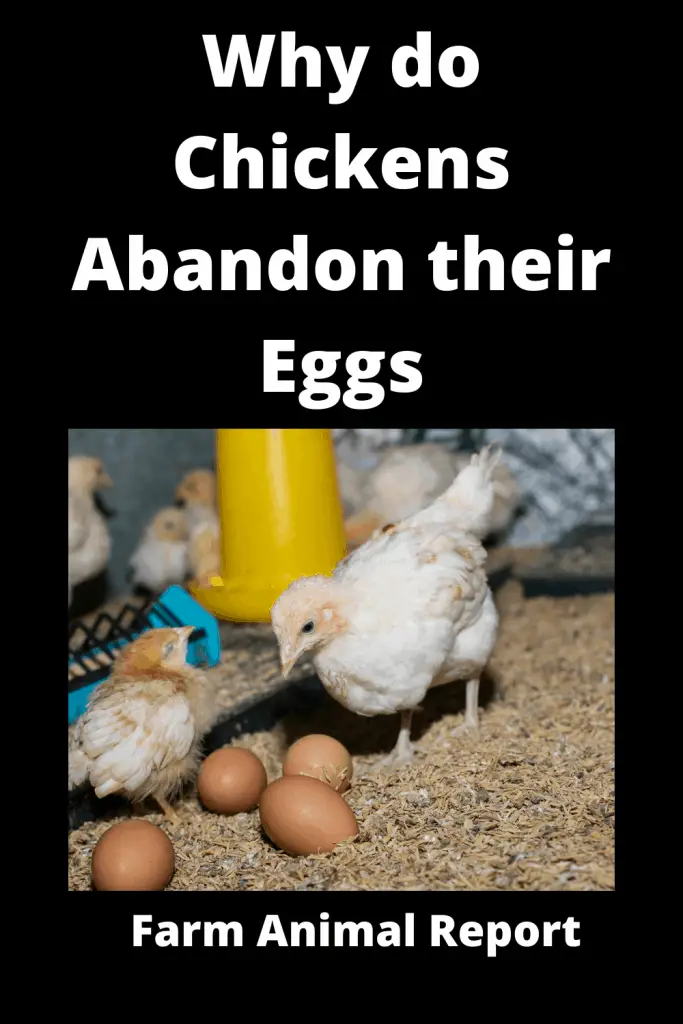 6 Reasons Broody Hens Abandon their Eggs 1