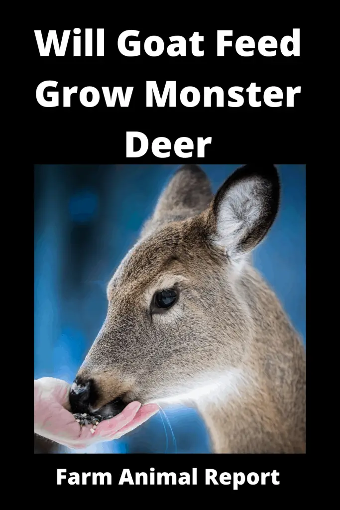 Goat Feed for Deer: Will Goat Feed Grow Monster Deer 1