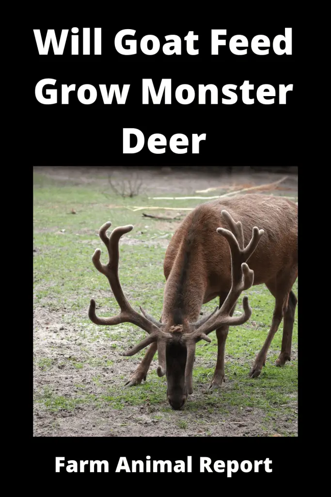 Goat Feed for Deer: Will Goat Feed Grow Monster Deer 2