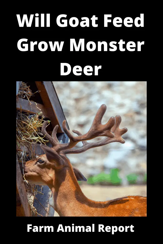 Goat Feed for Deer: Will Goat Feed Grow Monster Deer (2023) 3