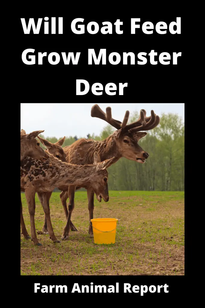 Goat Feed for Deer: Will Goat Feed Grow Monster Deer 4