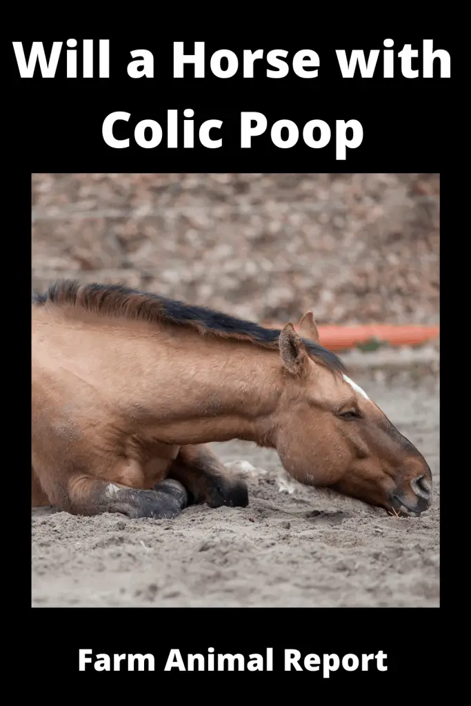 Will a Horse with Colic Poop 3