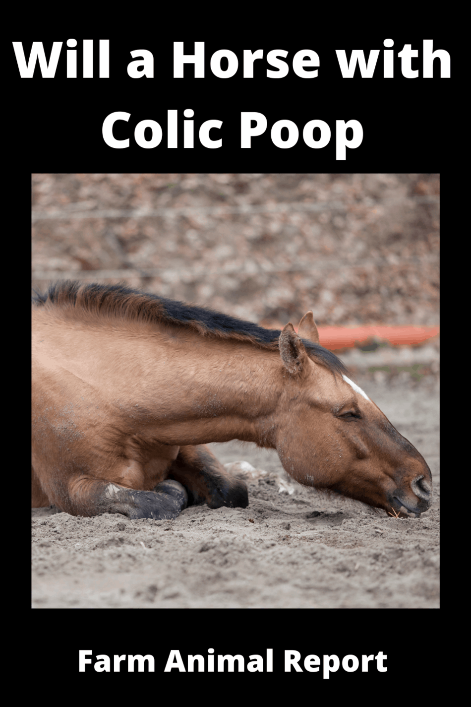 Will A Horse With Colic Poop