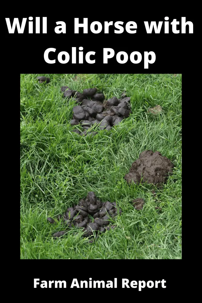Will a Horse with Colic Poop 4