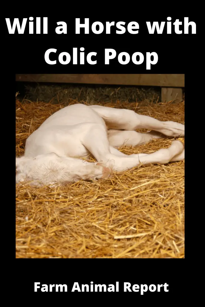 Will a Horse with Colic Poop 1