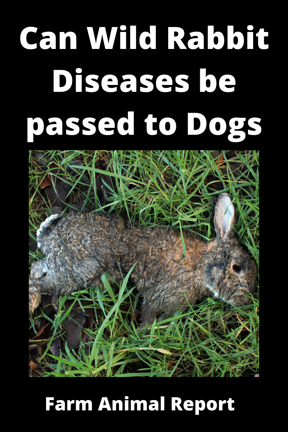 Can Wild Rabbit Diseases Be Passed To Dogs **WATCH**