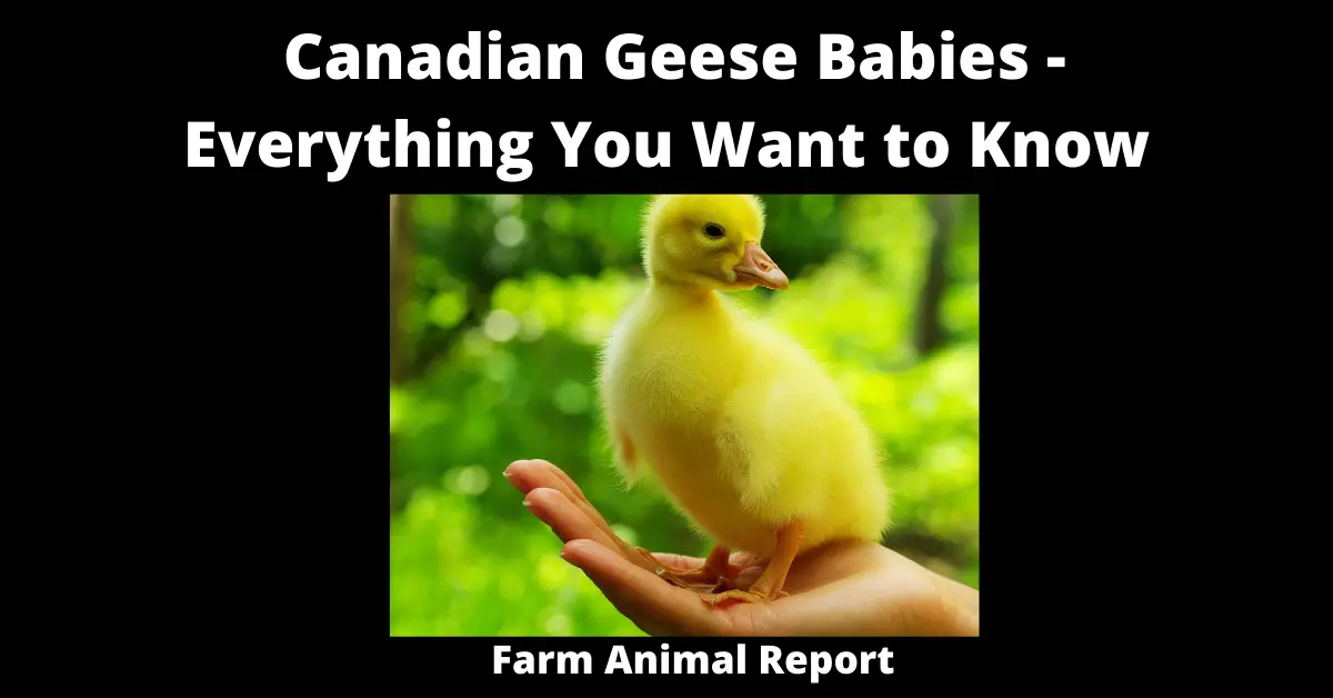 Canadian Geece Babies - Extensive Guide