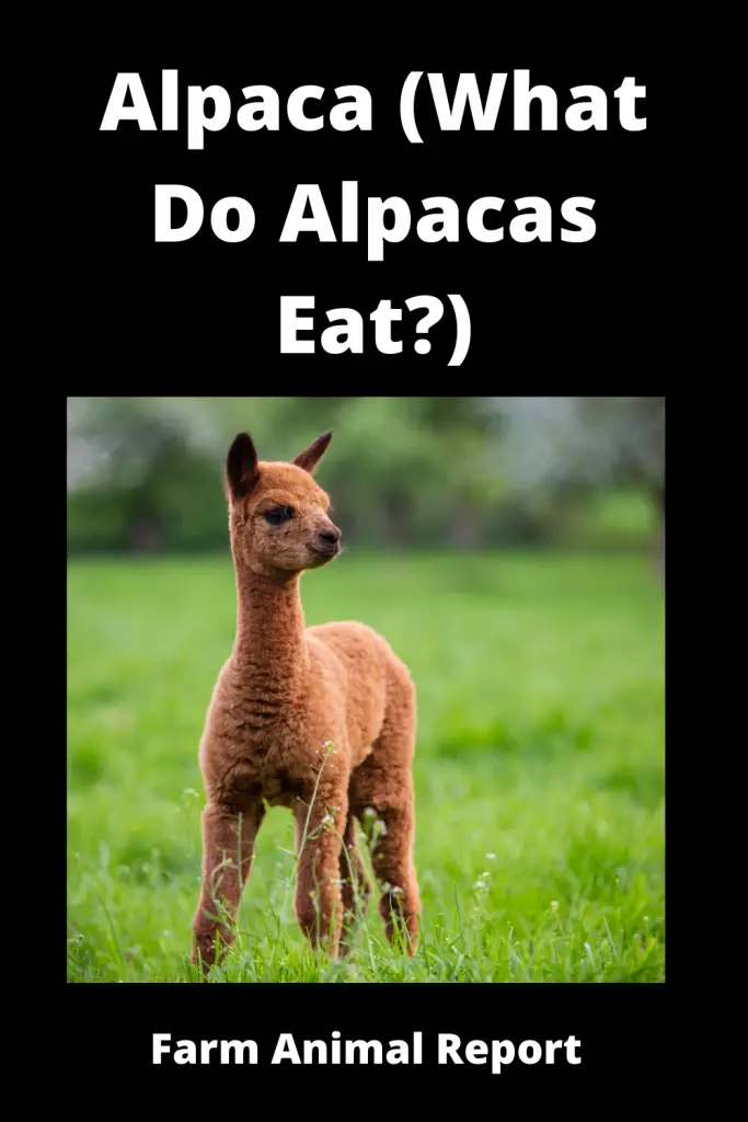 Alpaca (What Do Alpacas Eat)