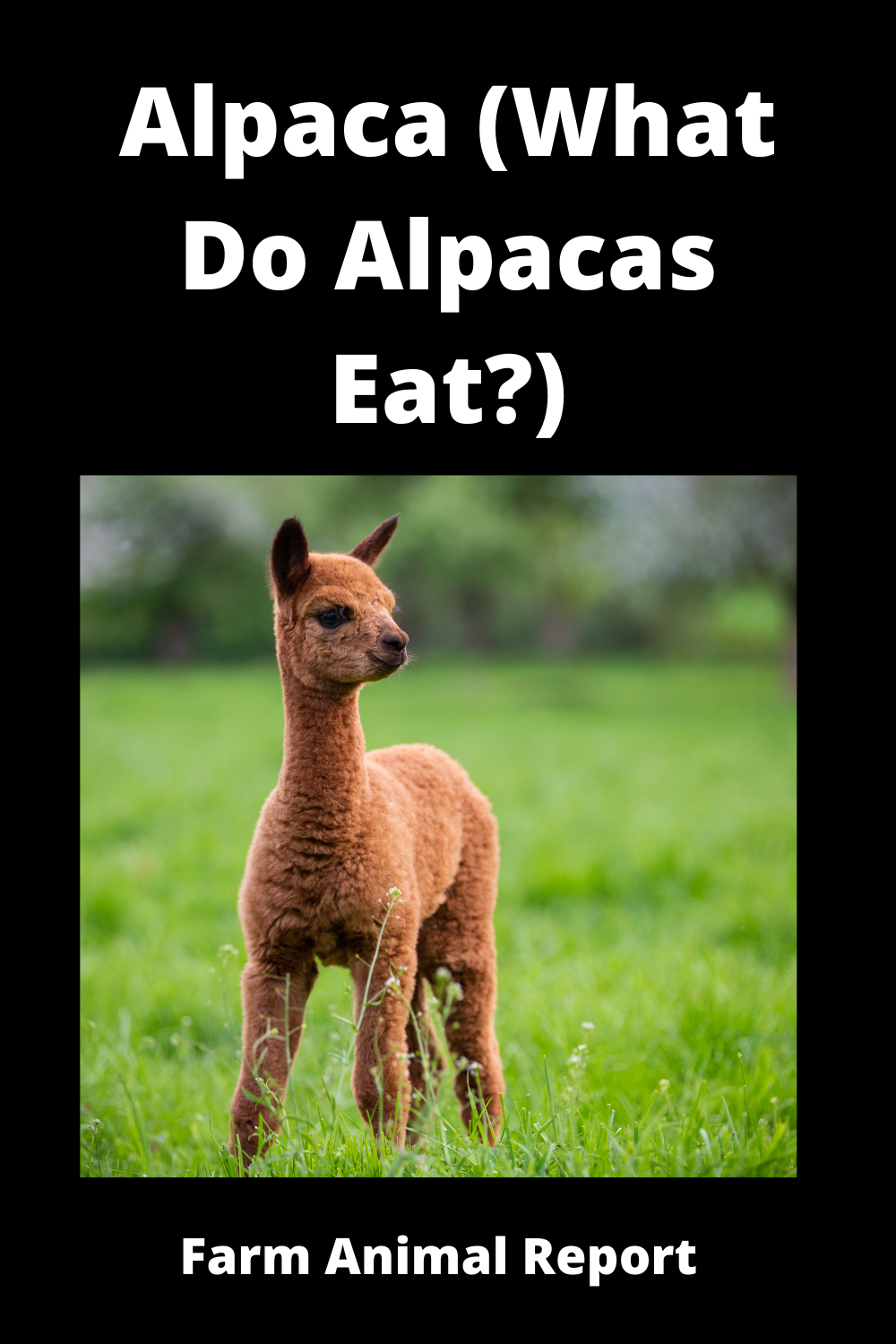 Alpaca (What Do Alpacas Eat?) (2024)**DIET**