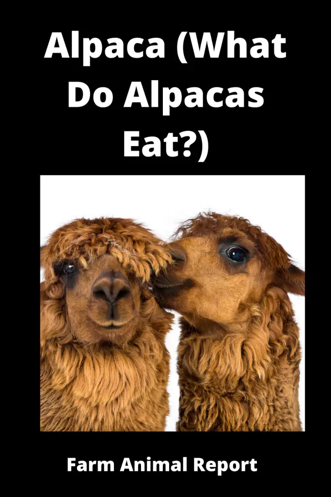 Alpaca (What Do Alpacas Eat)