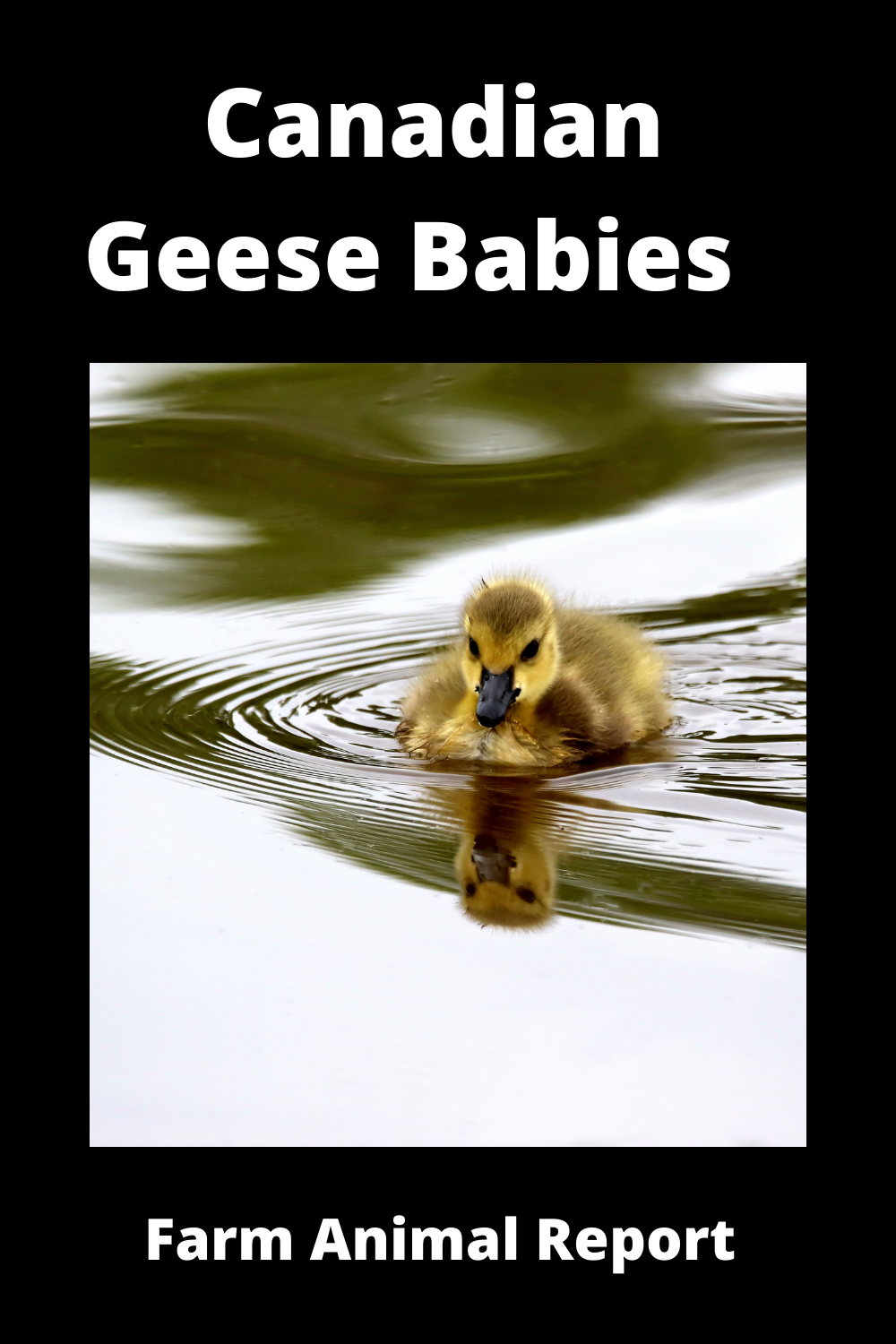 Canadian Geese Babies - Extensive Guide
