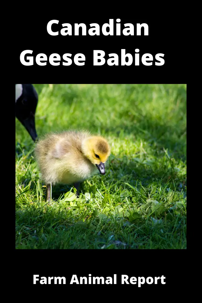 Canadian Geece Babies - Extensive Guide