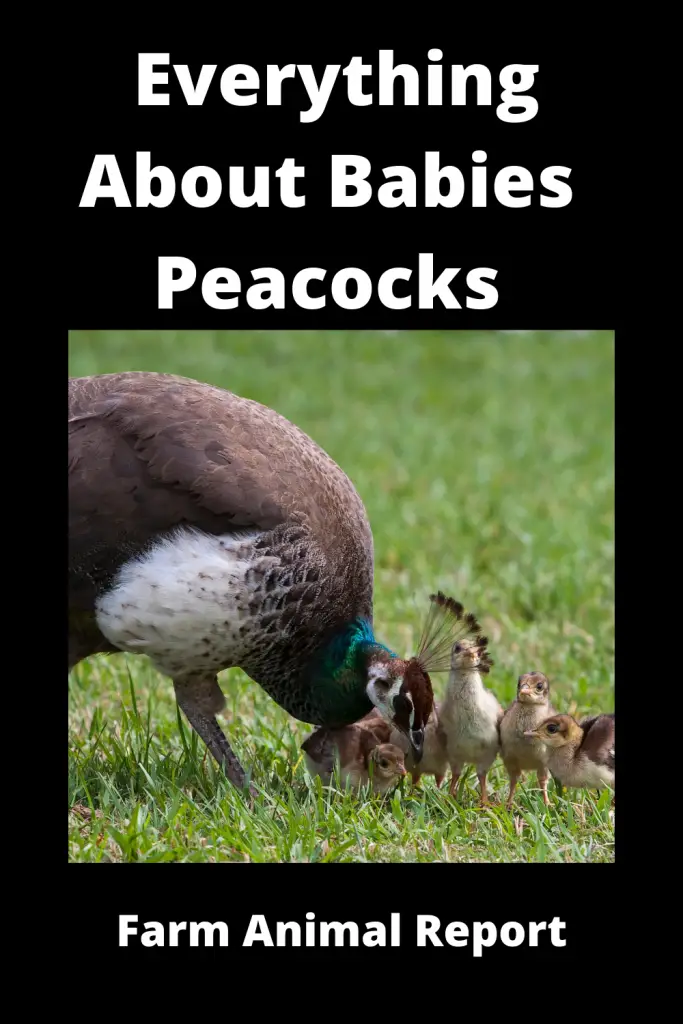 Babies Peacock Peafowl - Extensive Guide