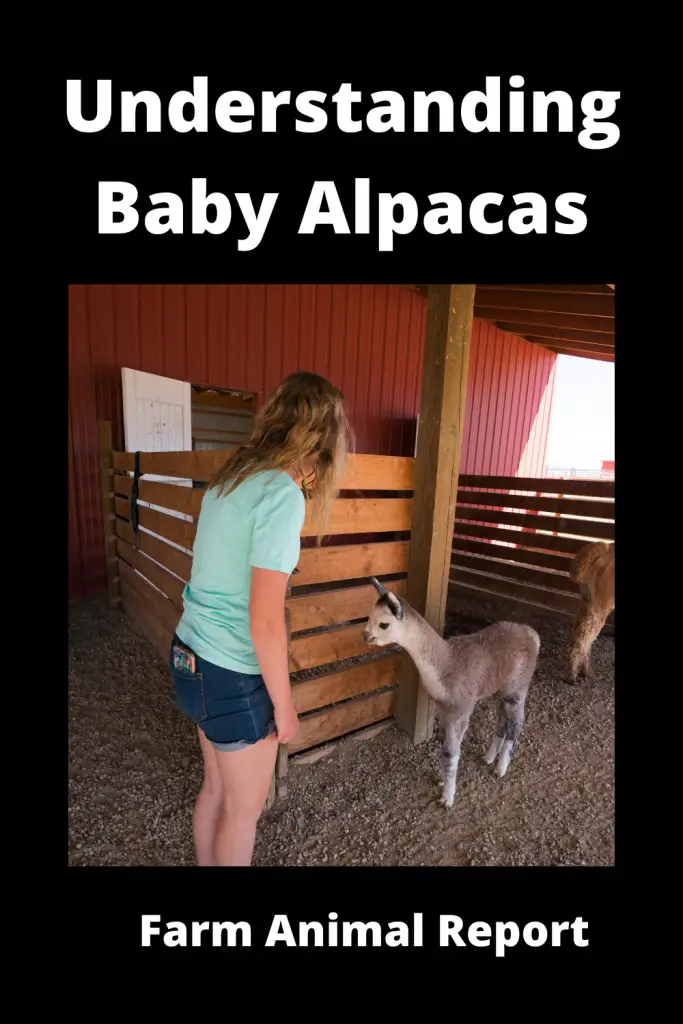 Baby Alpaca - Extensive Guide