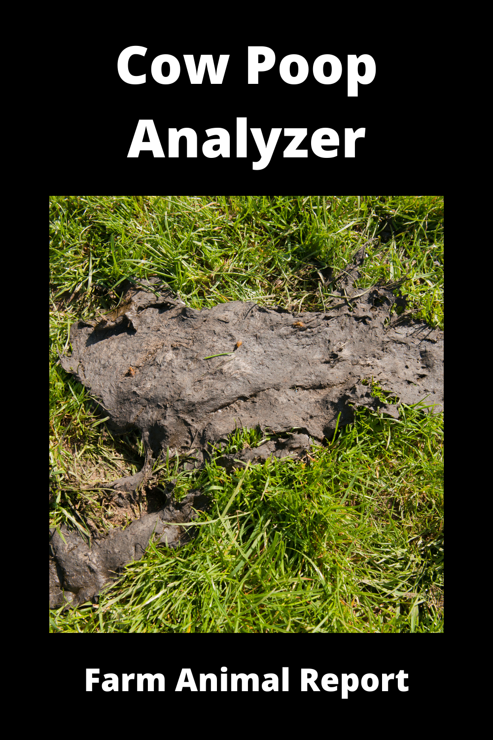Cow Poop Analyzer Healthy Or Sick