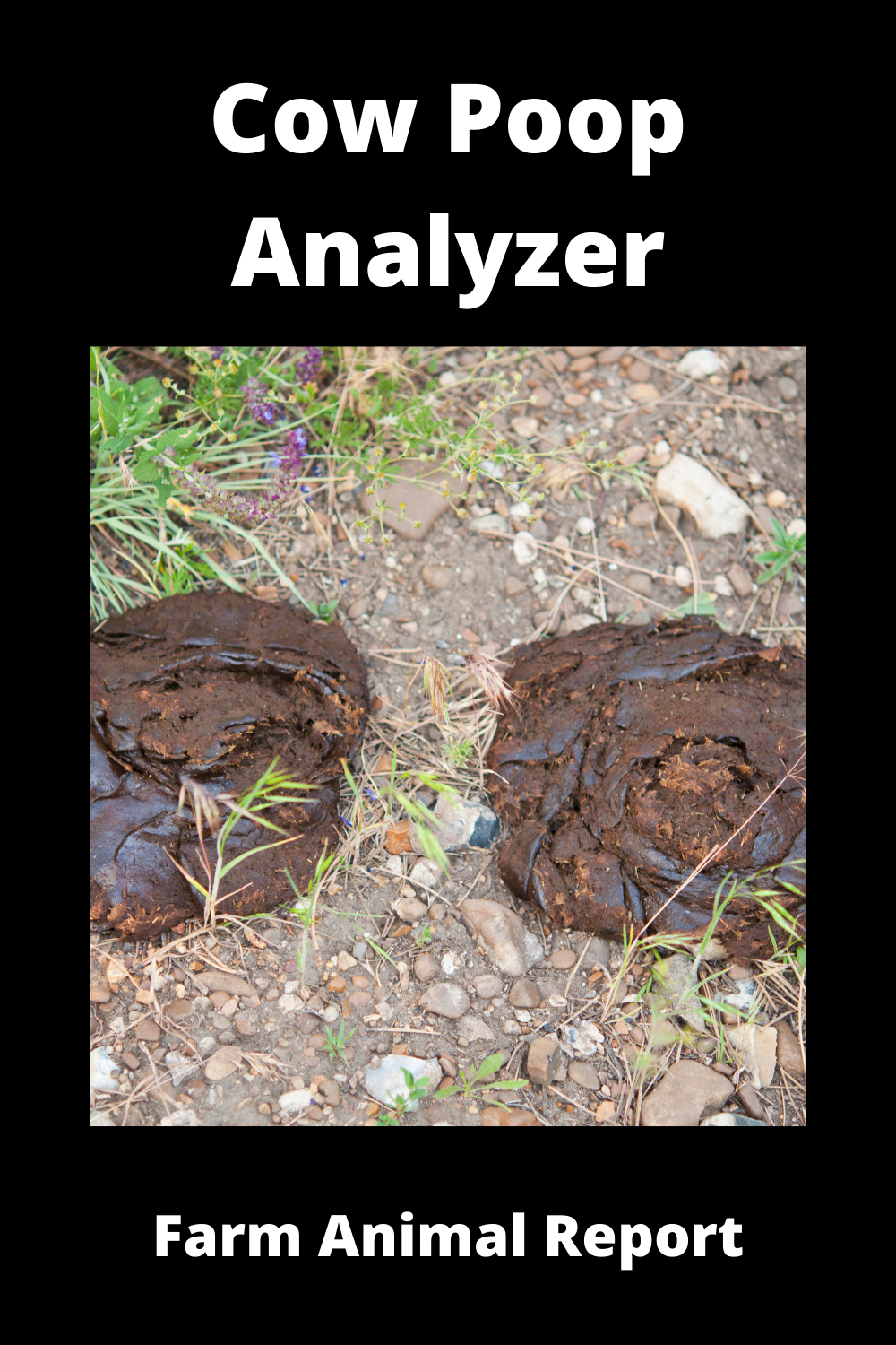 Cow Poop Analyzer Healthy Or Sick