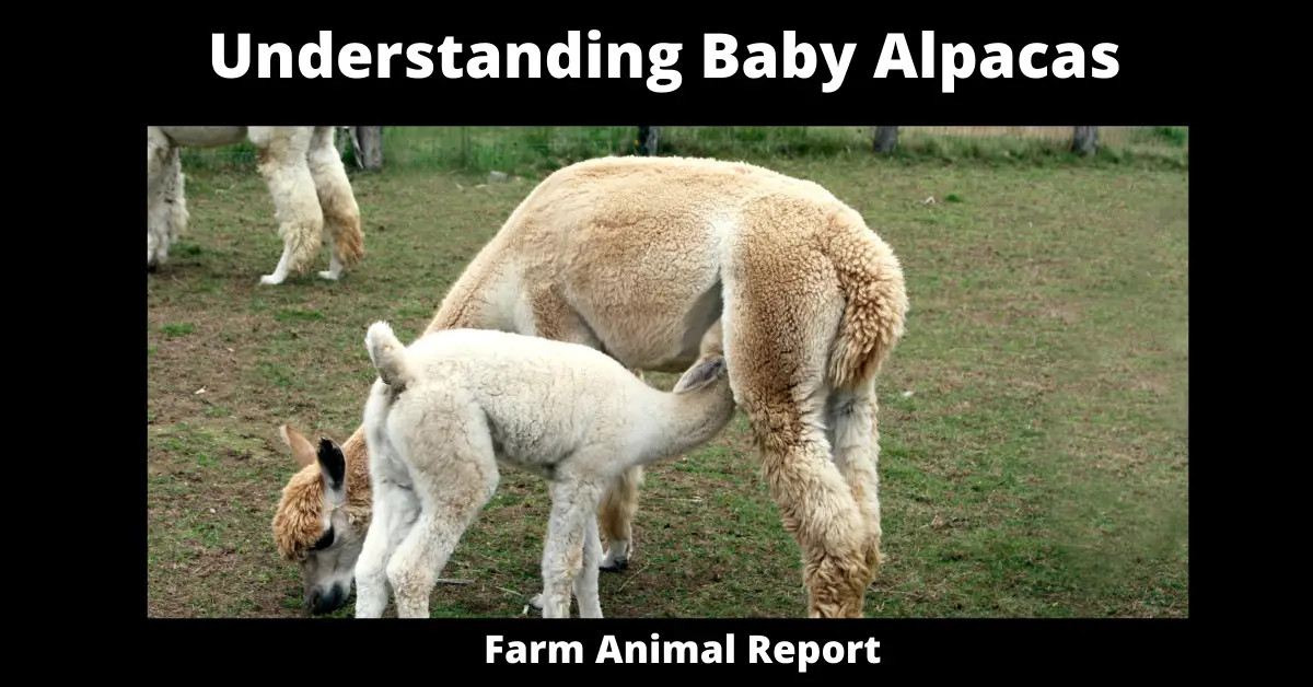 Baby Alpaca - Extensive Guide