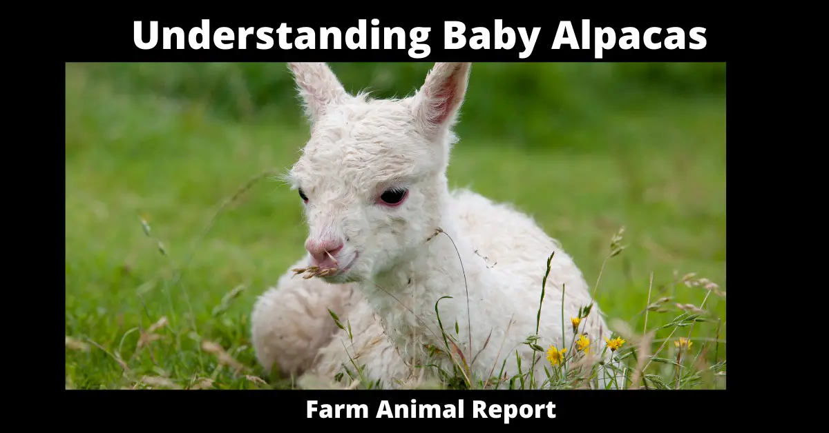 What are Newborn Alpaca - Baby Alpaca - Newborn Alpacas - Baby Alpacas Called 1