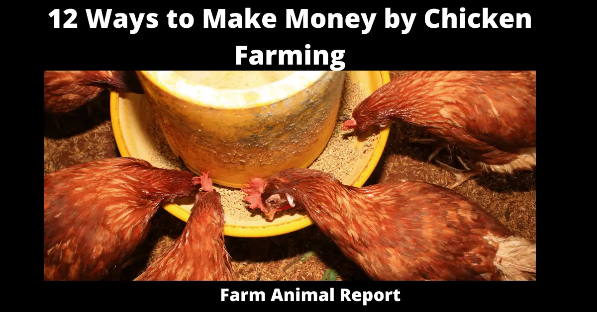 12 Ways to Make Money by Chicken Farming