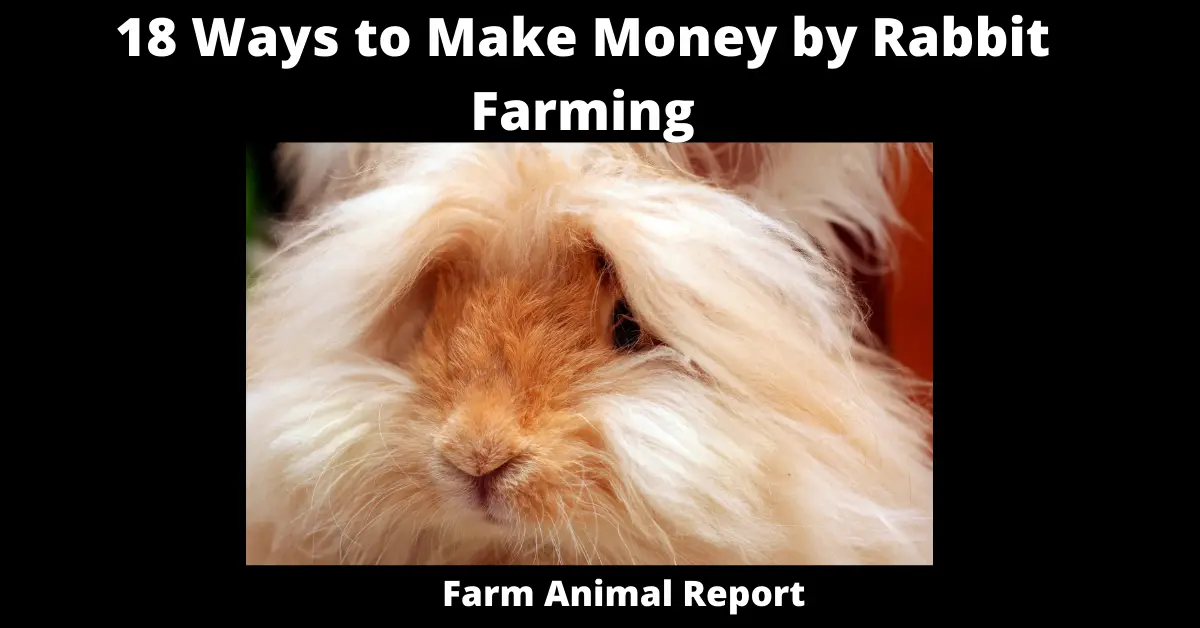 18 Ways to Make Money by Rabbit Farming