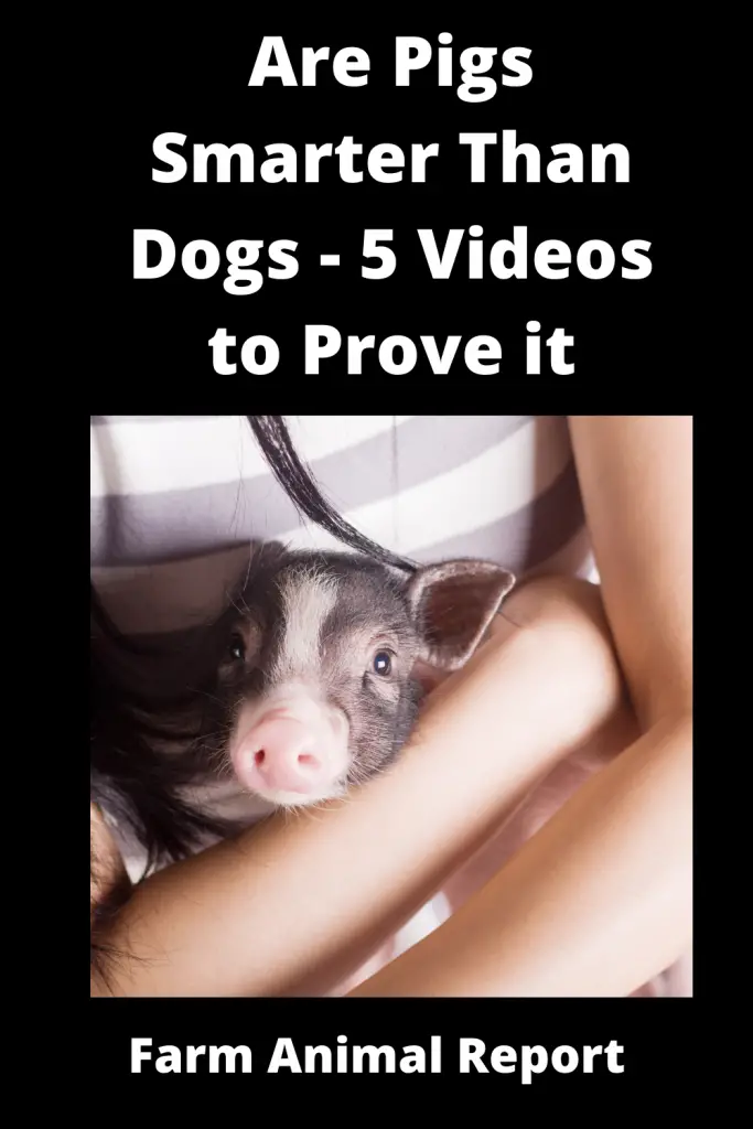 Are Pigs Smarter Than Dogs - 5 Videos to Prove it 1