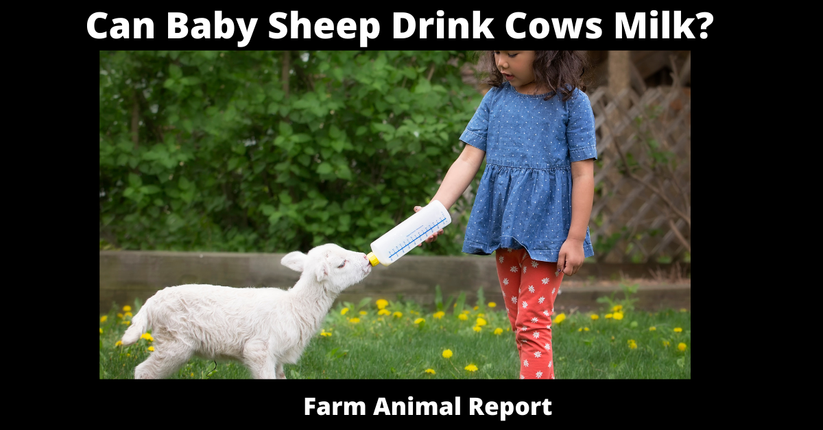 Can Baby Sheep Drink Cows Milk?