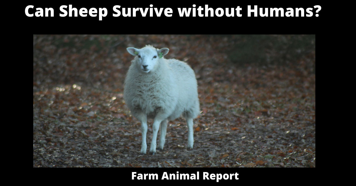 Can Sheep Survive without Humans?