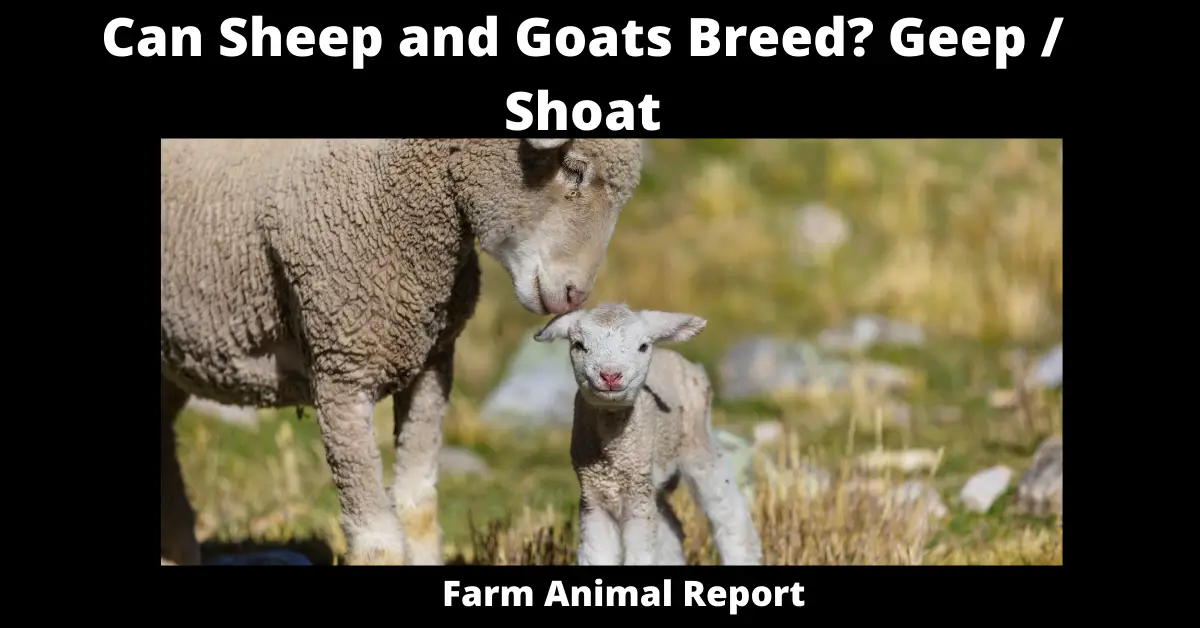 Can Sheep and Goats Breed? Geep / Shoat