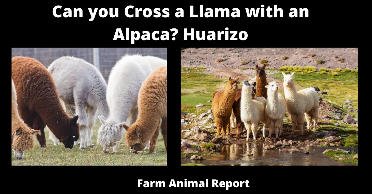 Can you Cross a Llama with an Alpaca? Huarizo