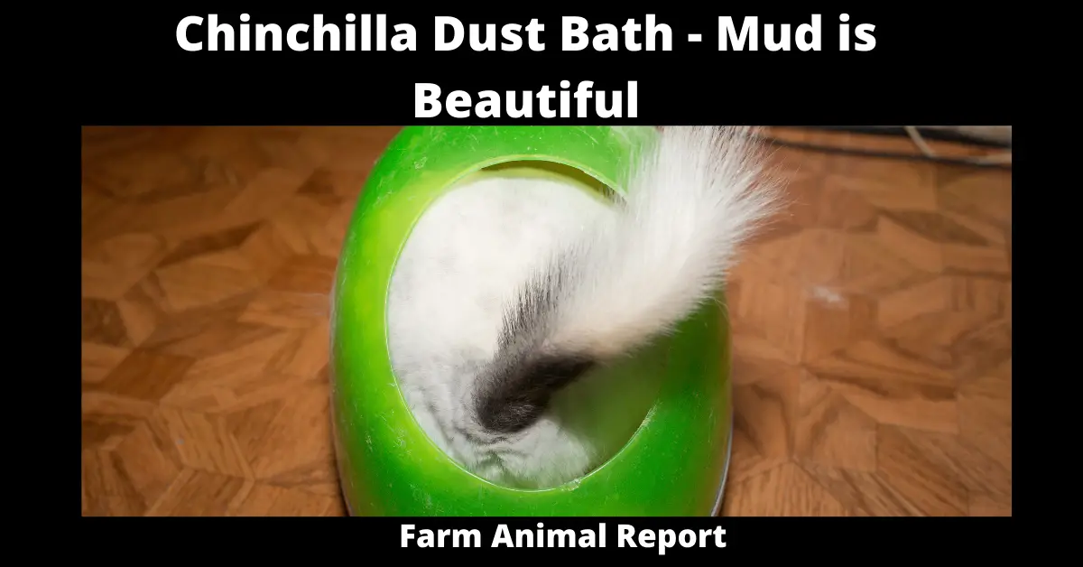 Chinchilla Dust Bath - Mud is Beautiful