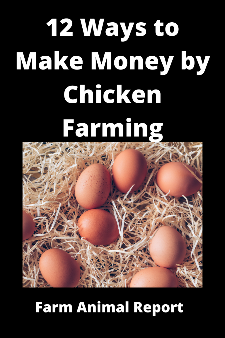 11 Ways To Make Money By Chicken Farming **2024**