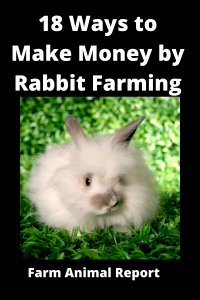 Salary Rabbit 17 Ways: How Does Rabbit Farming Make Money | Rabbits | Profit | Raise ...
